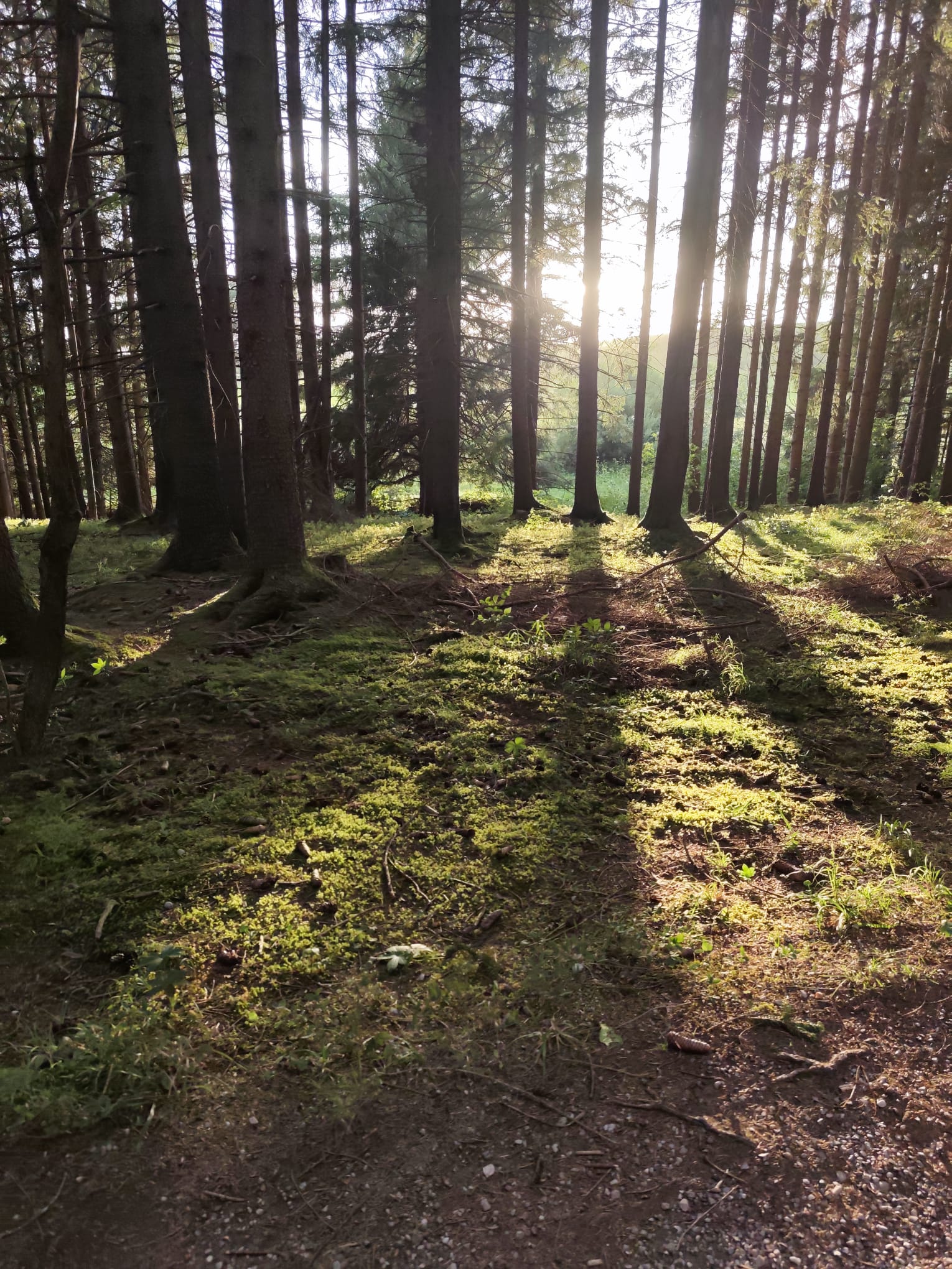 Lichtung im Wald, Ort des Bewusstseinskreises